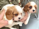 Cavalier King Charles