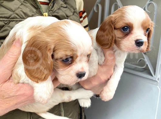 Cavalier King Charles görsel