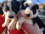 Dişi Border Collie Bebekler