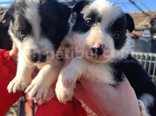 Dişi Border Collie Bebekler