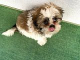 4 Aylık Shihtzu Erkek Yavru