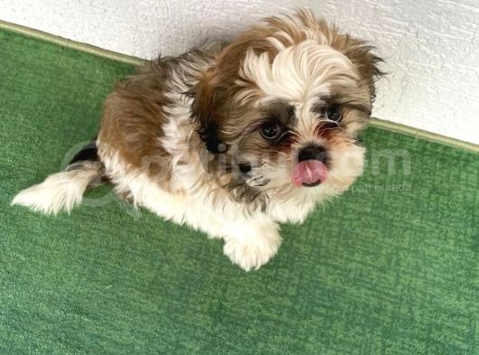 4 Aylık Shihtzu Erkek Yavru görsel