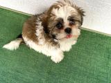 4 Aylık Shihtzu Erkek Yavru