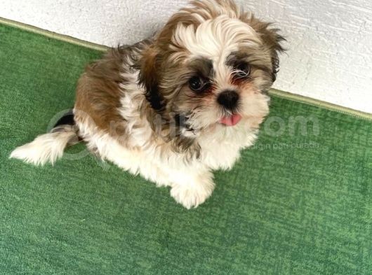 4 Aylık Shihtzu Erkek Yavru görsel