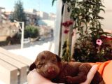 Anne Altindan Eği̇ti̇mli̇ Toy Poodle