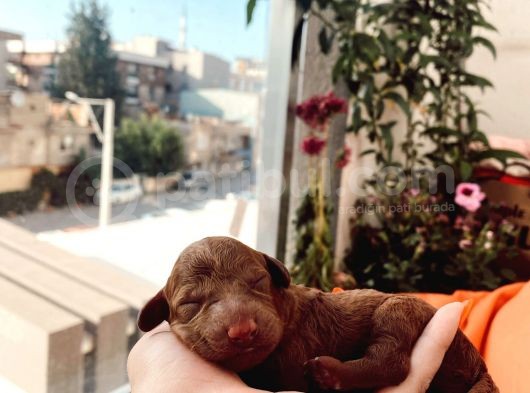 Anne Altindan Eği̇ti̇mli̇ Toy Poodle görsel
