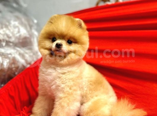 Yetişkin Erkek 12 Aylık Pomeranian Boo görsel