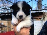 Border Collie Bebeklerimiz