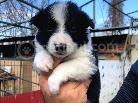 Border Collie Bebeklerimiz görsel