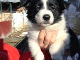 Dişi Border Collie Bebekler