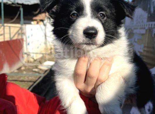 Dişi Border Collie Bebekler görsel