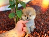 Boss Orji̇nal Pomerani̇an Boo Yavrumuz
