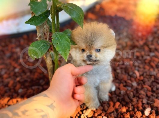 Boss Orji̇nal Pomerani̇an Boo Yavrumuz görsel