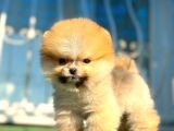 Boss Orji̇nal Pomerani̇an Boo Yavrumuz