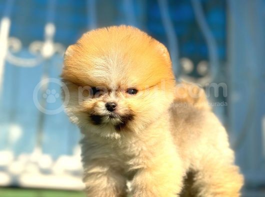 Boss Orji̇nal Pomerani̇an Boo Yavrumuz görsel