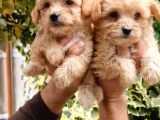 Maltipoo Bebeklerim