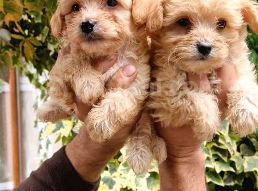 Maltipoo Bebeklerim