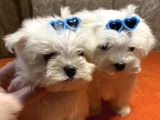 Güzel Maltese Mini Yavrularımız 