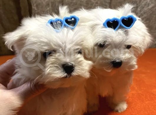 Güzel Maltese Mini Yavrularımız  görsel