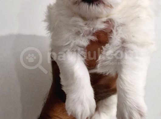 Maltese Terrier Bebekler görsel