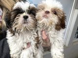 Shih Tzu Yavrular