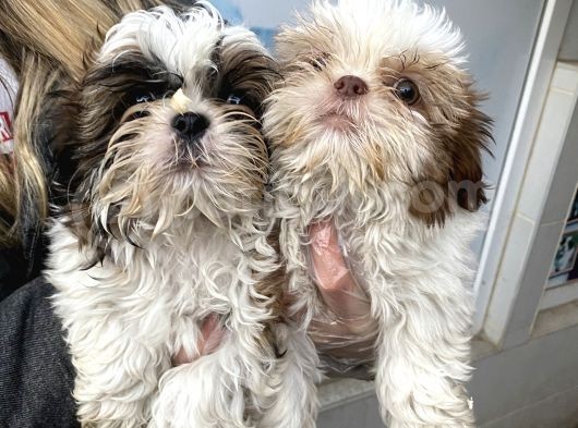 Shih Tzu Yavrular görsel