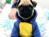 Güzeller Güzeli Pug Yavruları