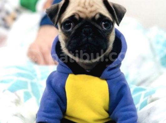 Güzeller Güzeli Pug Yavruları