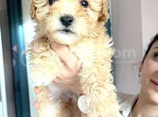 Apricot Maltipoo Yavrularımız görsel