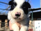 Dişi Border Collie Bebekler