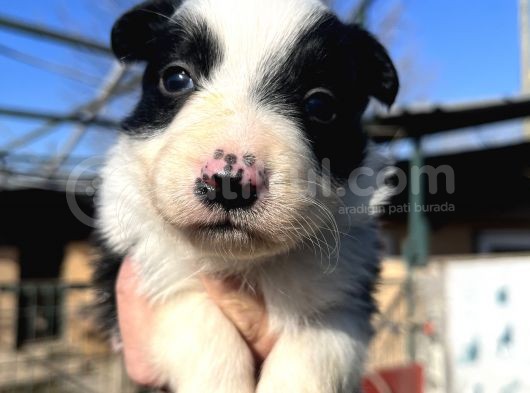 Dişi Border Collie Bebekler görsel
