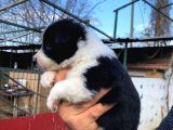 Border Collie Bebeklerimiz