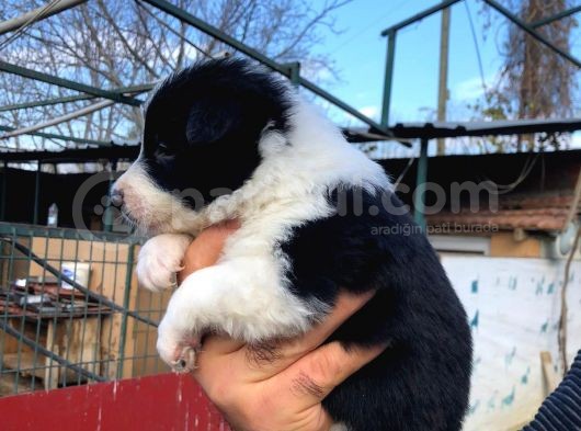 Border Collie Bebeklerimiz görsel