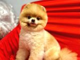 Yetişkin Erkek 12 Aylık Pomeranian Boo