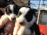 Dişi Border Collie Bebekler