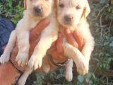 Golden Bebeklerimiz