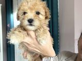 Apricot Maltipoo Yavrularımız