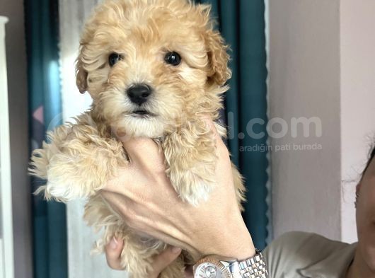 Apricot Maltipoo Yavrularımız görsel