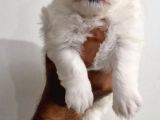 Maltese Terrier Bebekler