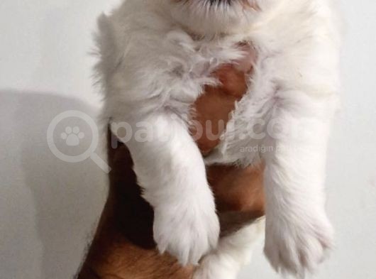 Maltese Terrier Bebekler