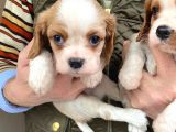 Cavalier King Charles