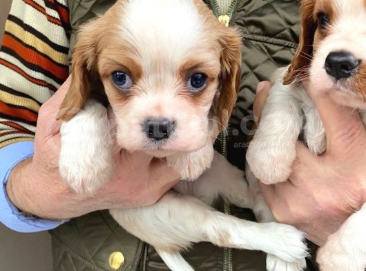 Cavalier King Charles görsel