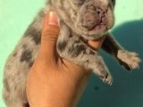 Merle French Bulldog Bebeklerimiz