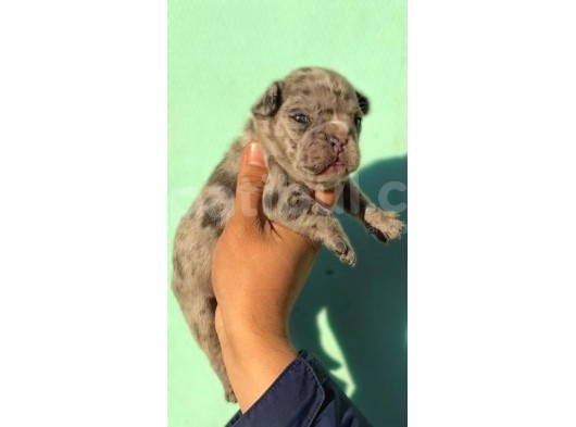 Merle French Bulldog Bebeklerimiz görsel