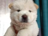 İyi̇ Kali̇te Safkan Chow Chow Bebekler