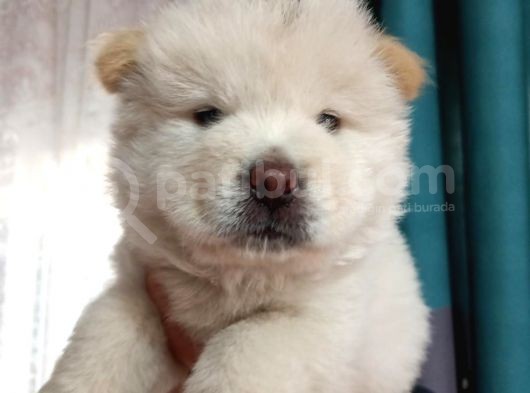 İyi̇ Kali̇te Safkan Chow Chow Bebekler görsel