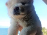 İyi̇ Kali̇te Safkan Chow Chow Bebekler