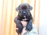 Blue Ve Siyah Cane Corso Bebeklerimiz