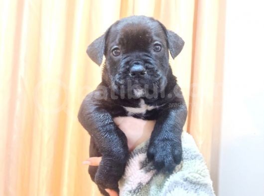 Blue Ve Siyah Cane Corso Bebeklerimiz görsel