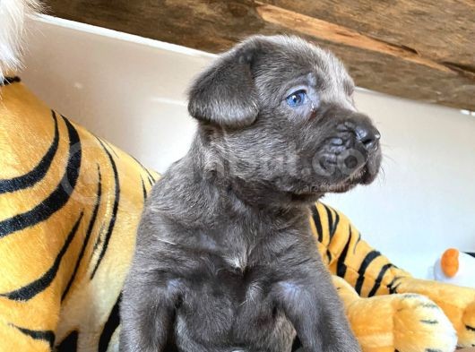 Cane Corso Blue Üst Düzeyde Bebekler görsel